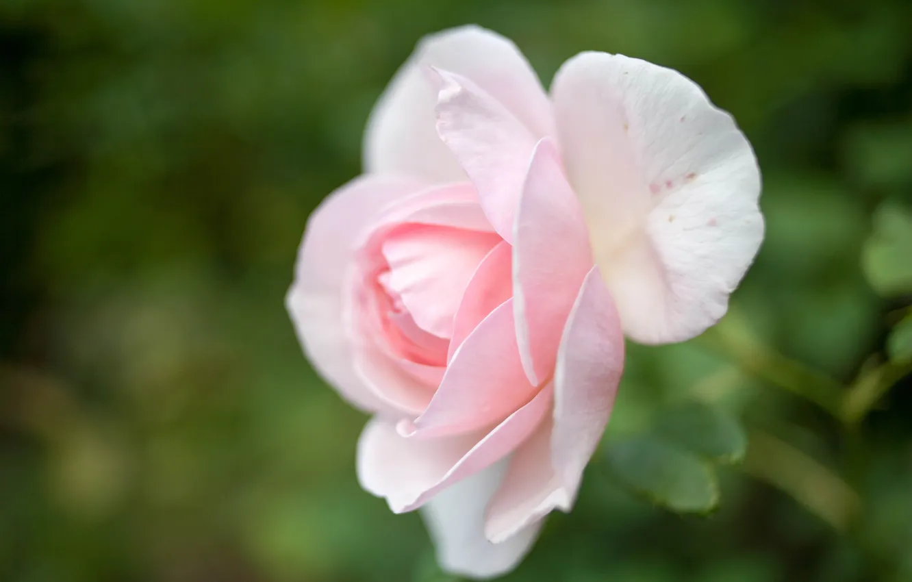 Фото обои цветок, макро, природа, розовая, роза, лепестки, бутон