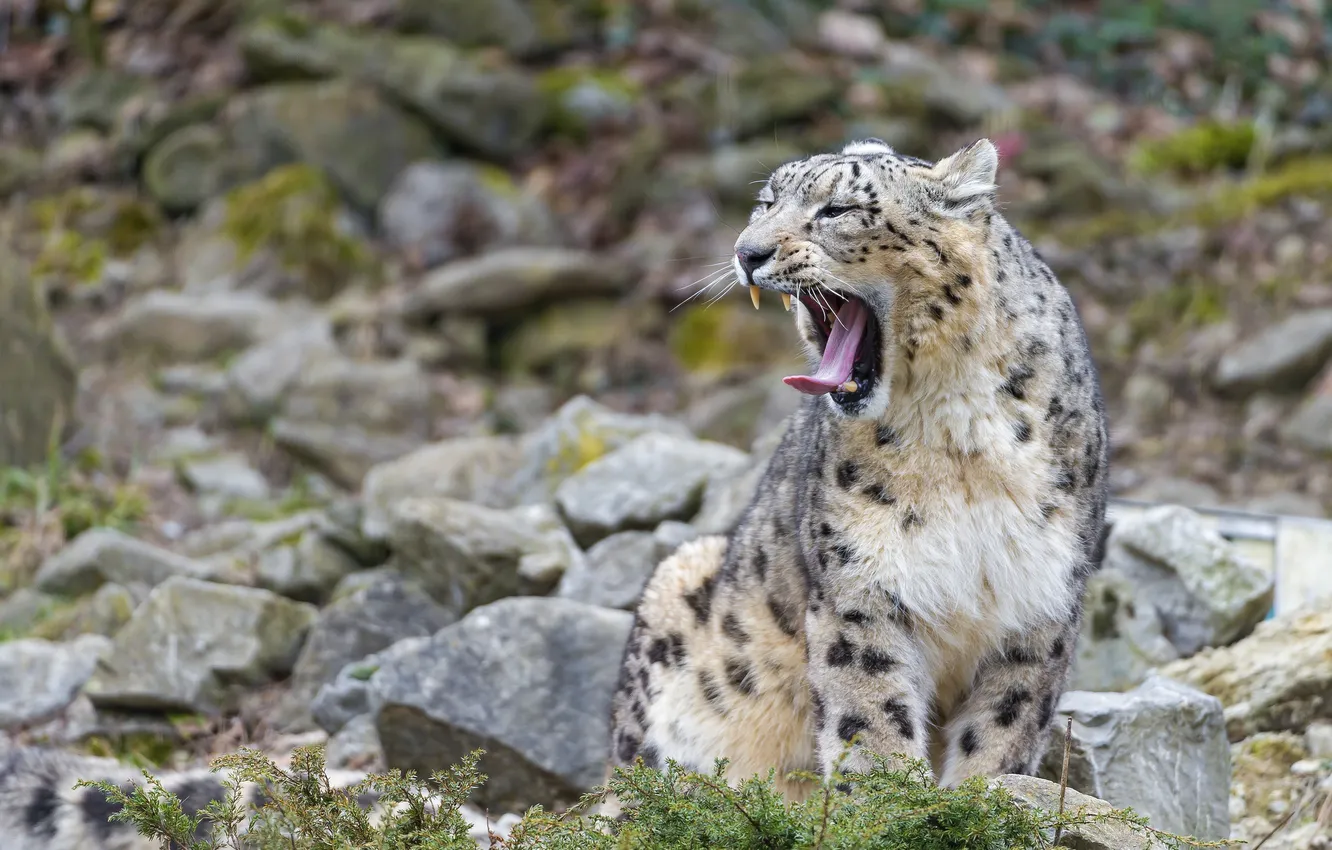 Фото обои язык, кошка, камни, ирбис, снежный барс, зевает, ©Tambako The Jaguar