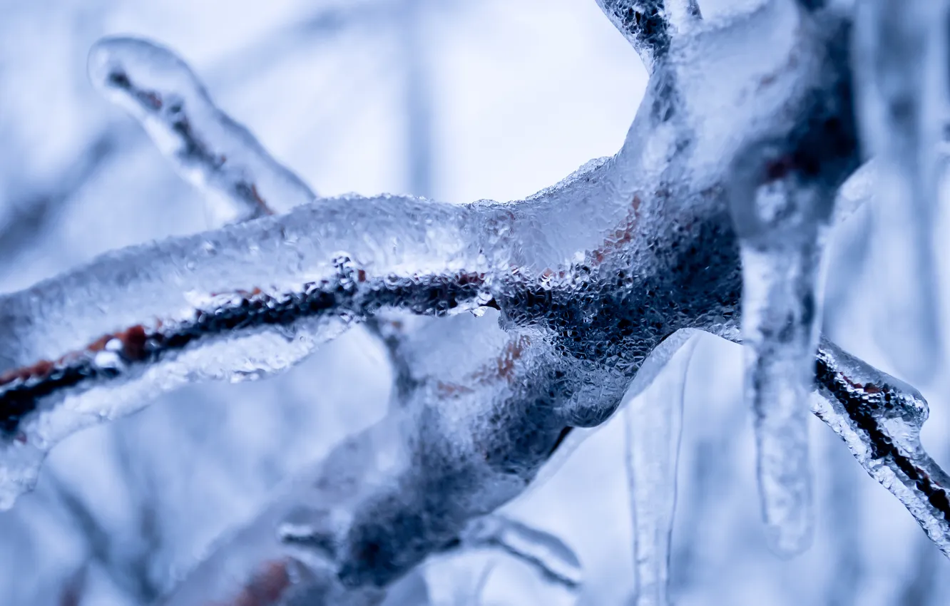 Фото обои зима, лёд, ветка
