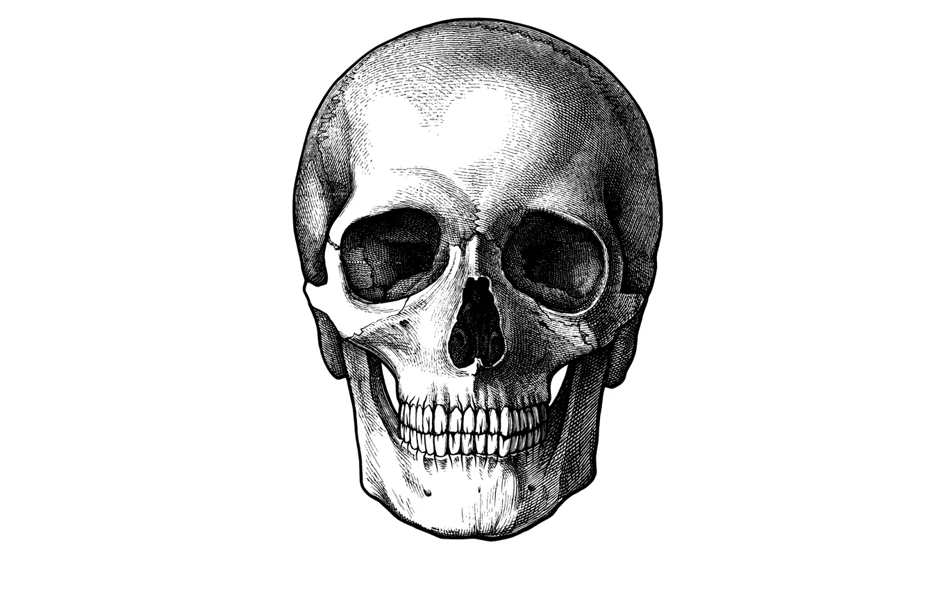 Фото обои череп, минимализм, голова, скелет, белый фон, skull