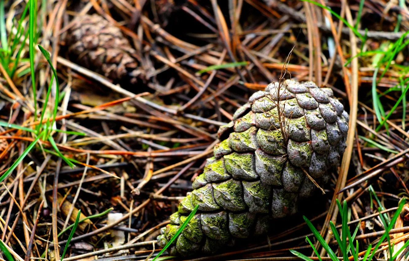 Фото обои green, forest, cone