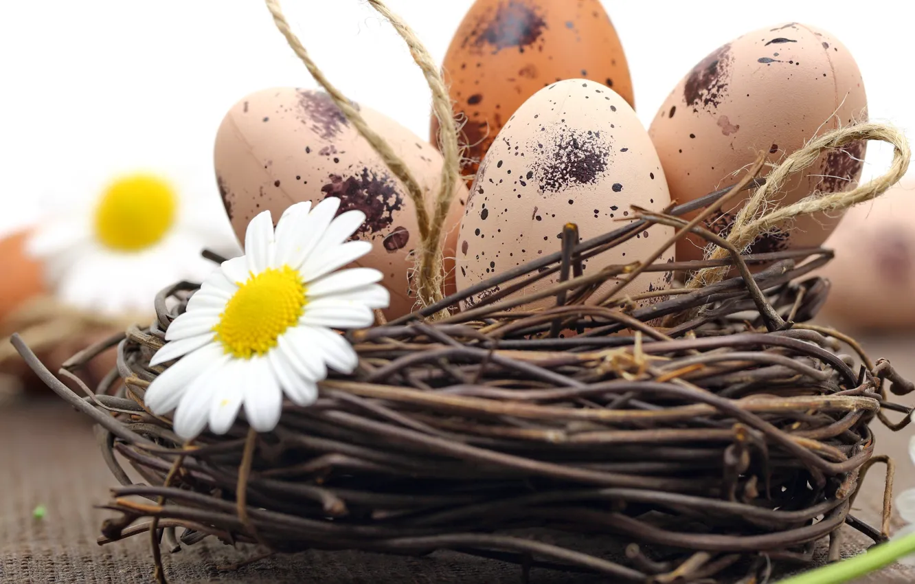 Фото обои ромашки, яйца, пасха, flowers, eggs, easter, nest, camomile