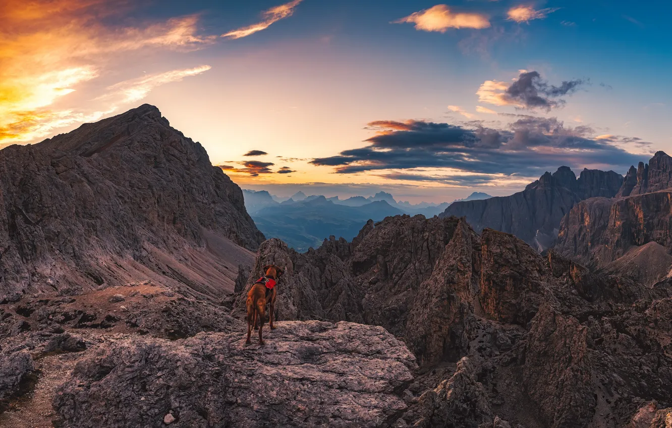 Фото обои горы, собака, утро