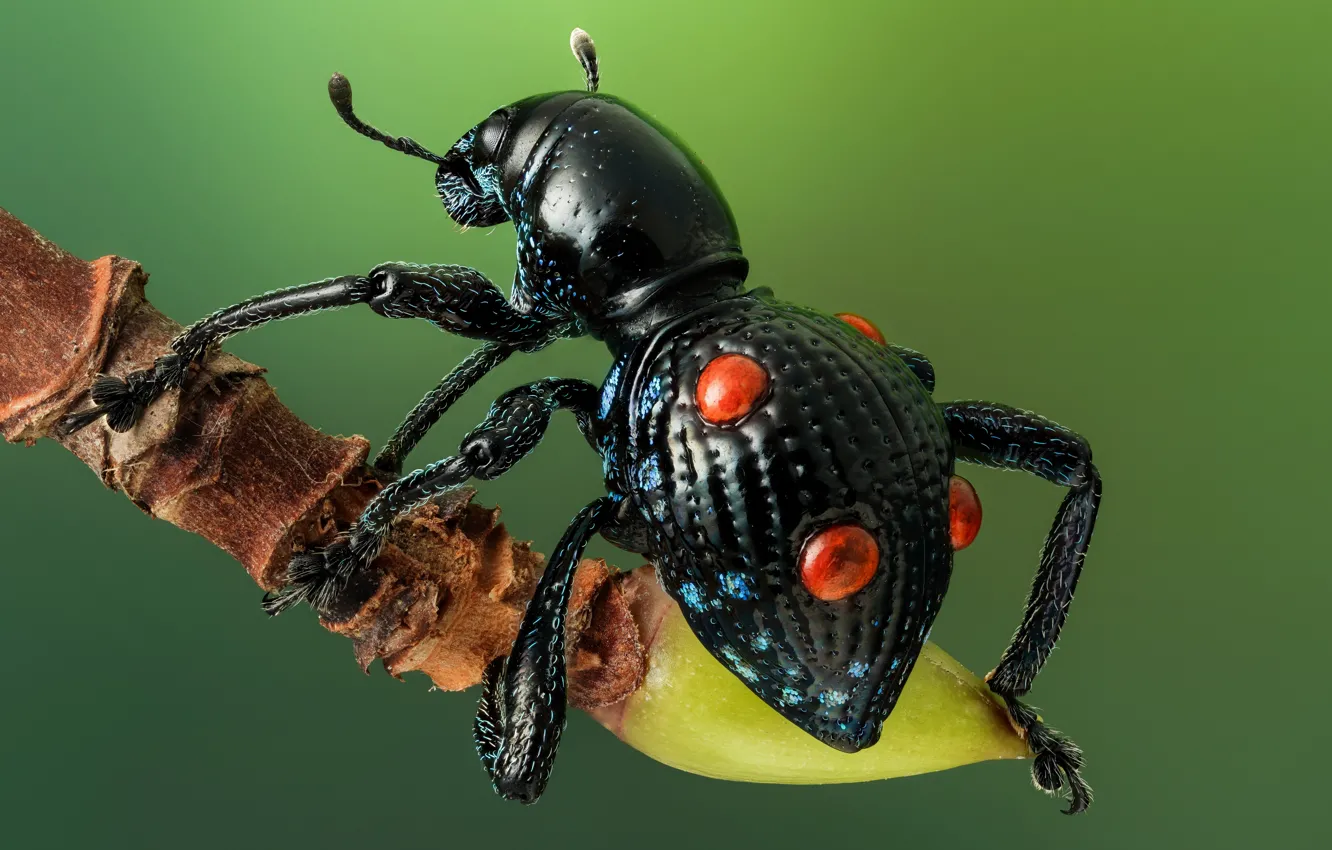Фото обои макро, красота, жук, насекомое, beetle, insect, Pantorhytes quadripustulatus