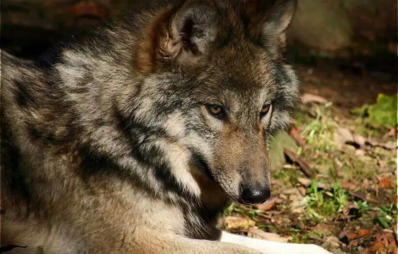 Фото обои nature, snow, predator, face, animal, wolf, wildlife, portrait