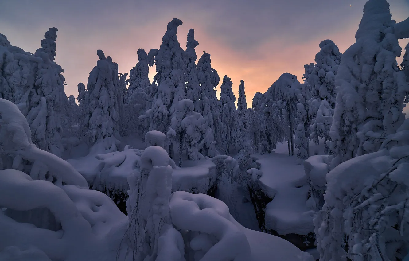 Фото обои зима, снег, деревья, природа, рассвет, утро, ели, Межин Сергей