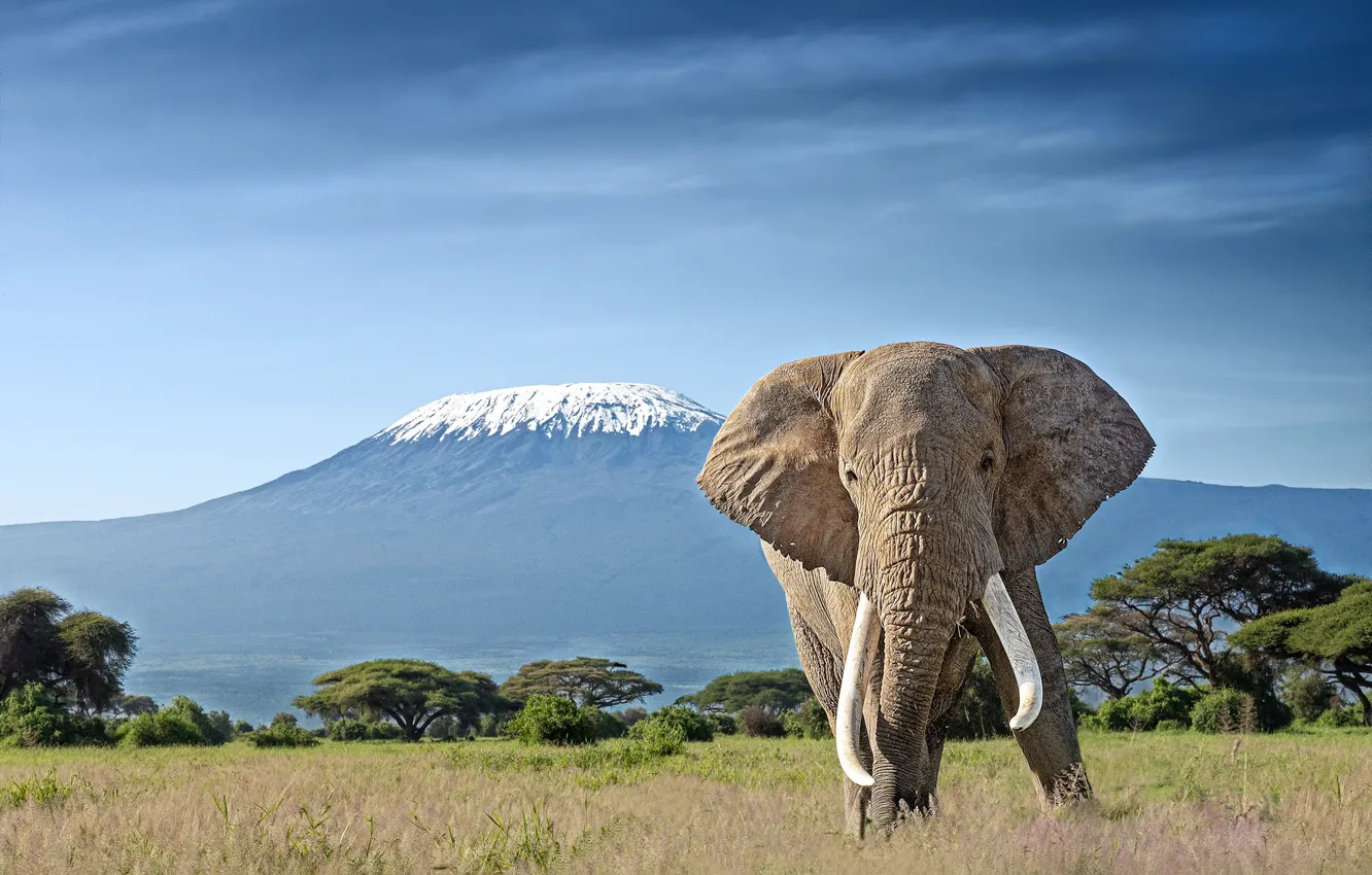 Фото обои слон, гора, бивни
