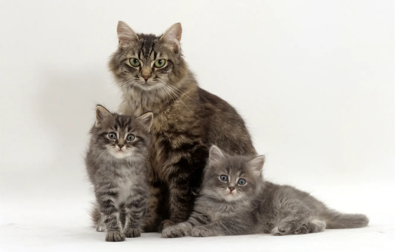 Фото обои котята, серые, трио, мама