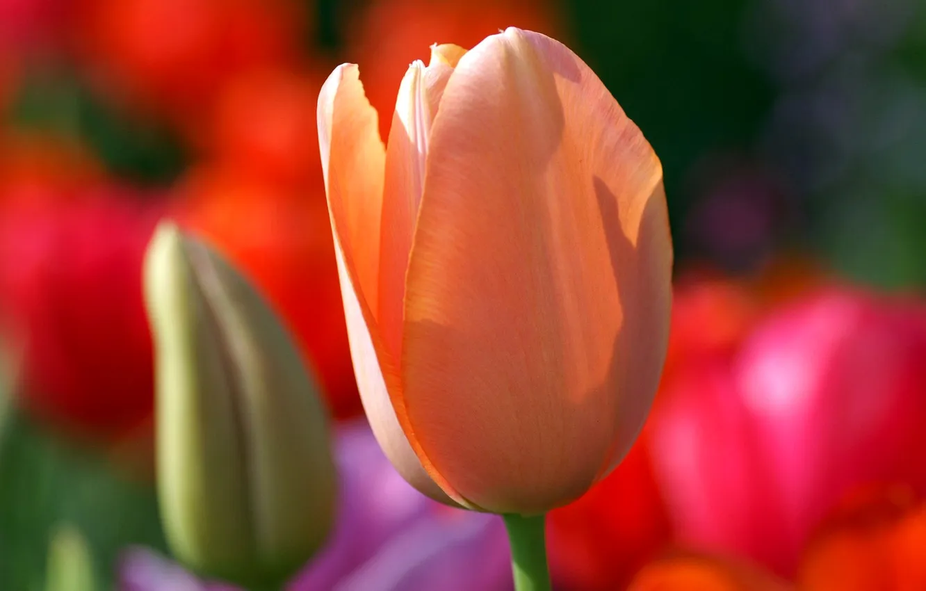Фото обои цветок, тюльпан, лепестки, луг