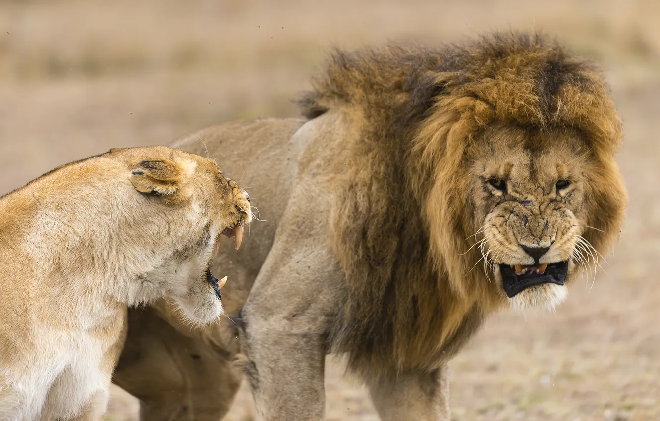 Фото обои животные, хищники, лев, львы, львица