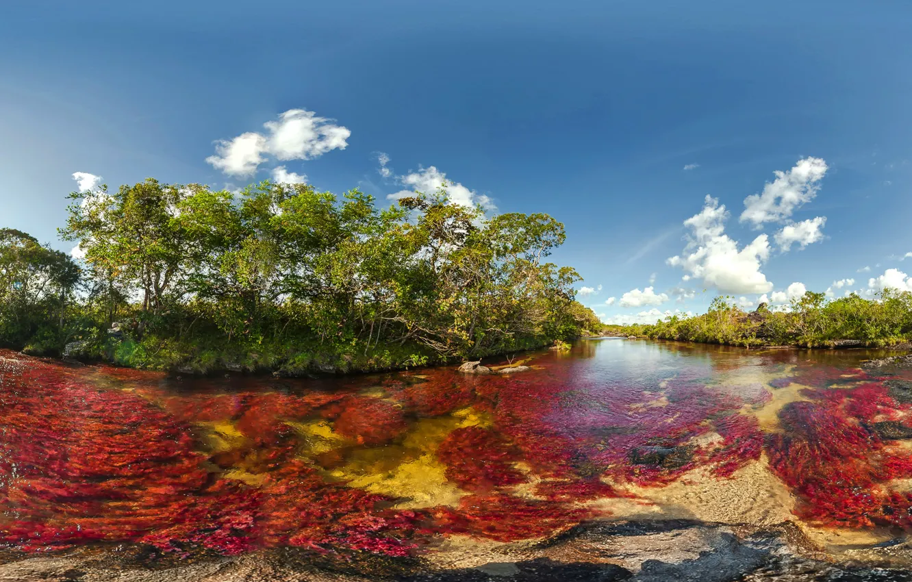 Фото обои деревья, водоросли, trees, Colombia, Колумбия, algae, Мета, Nacional Park of Sierra de la Macarena