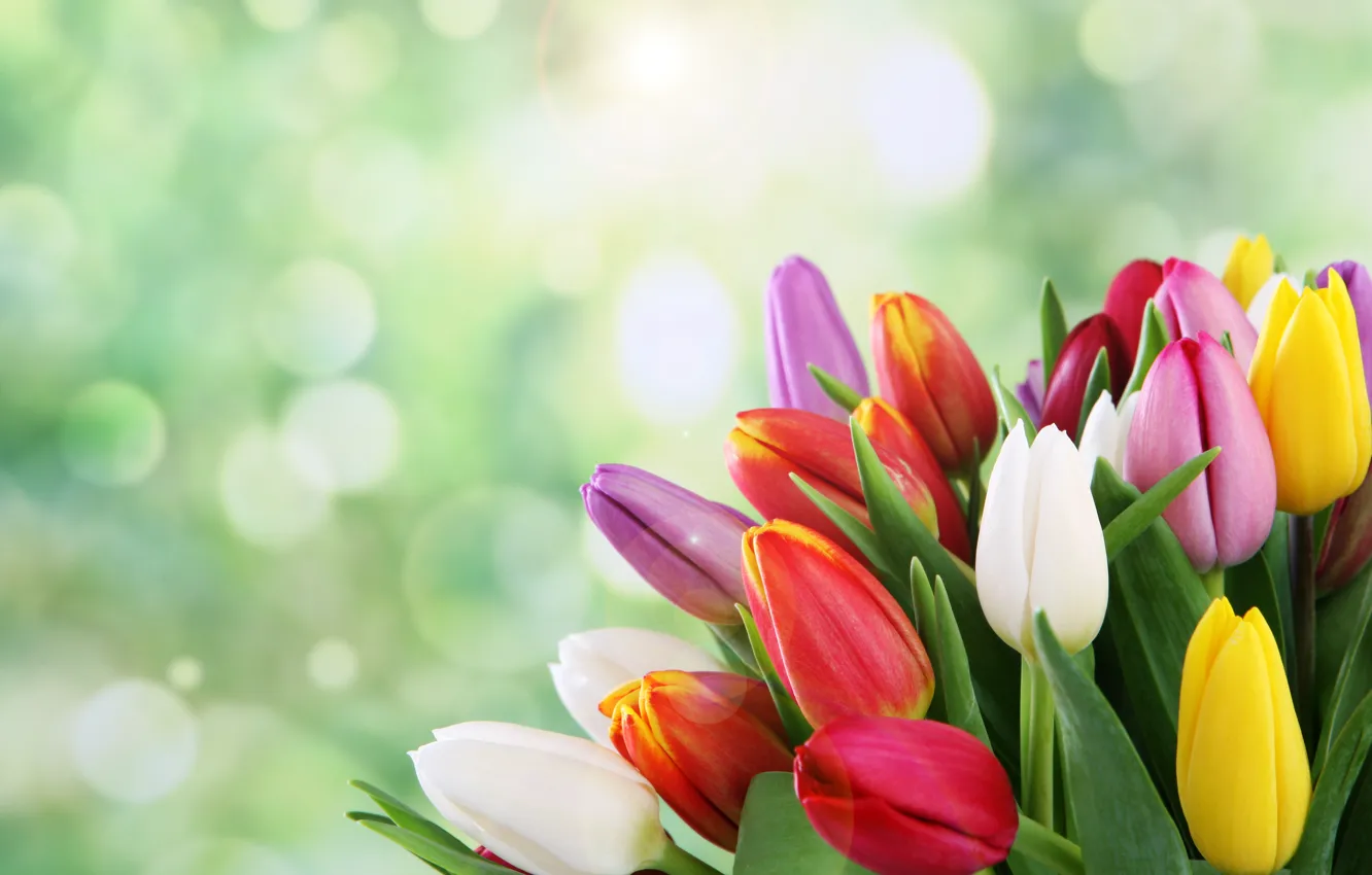 Фото обои цветы, букет, весна, тюльпаны, боке