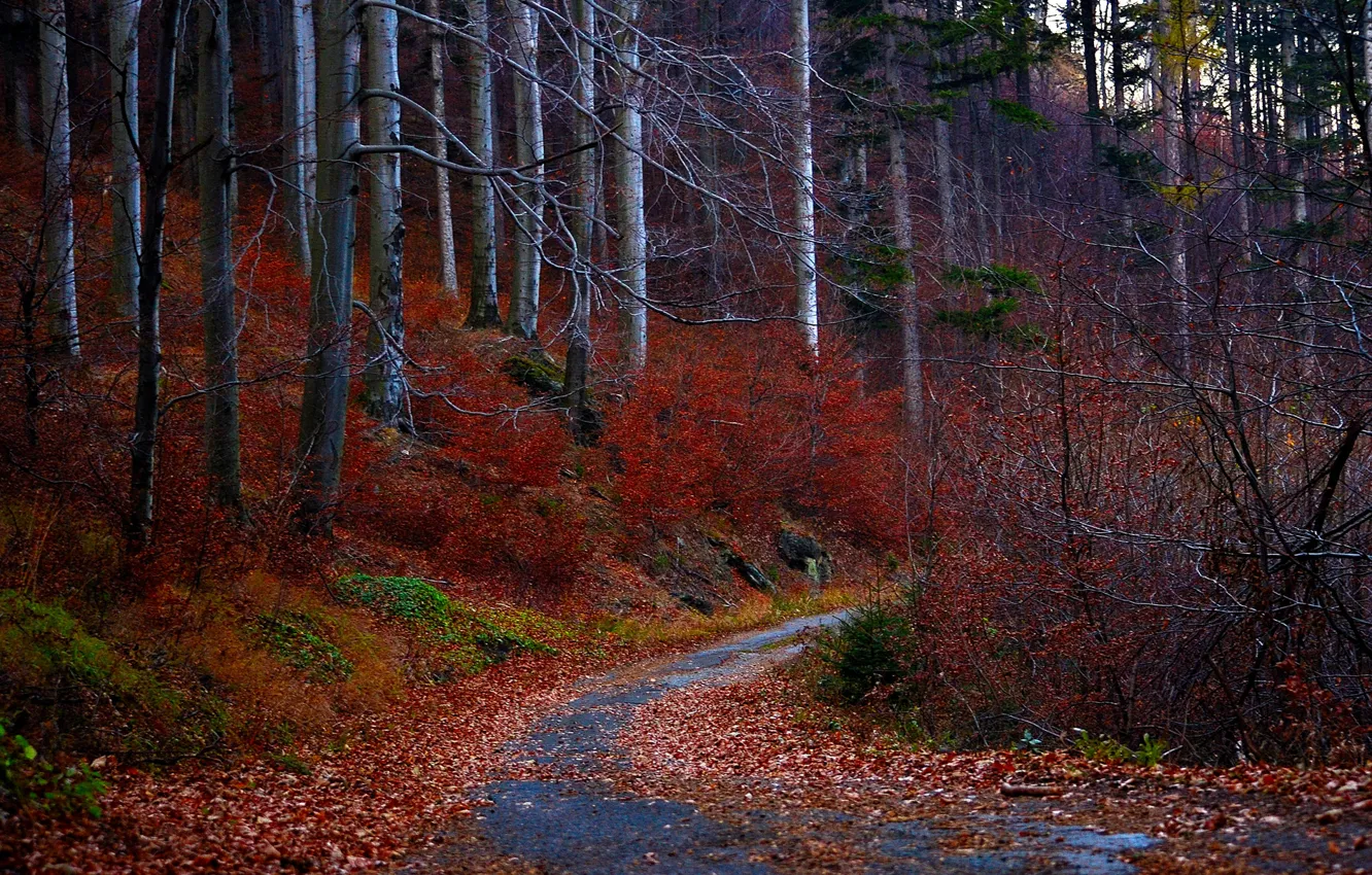 Фото обои дорога, осень, лес, листья, деревья, красные