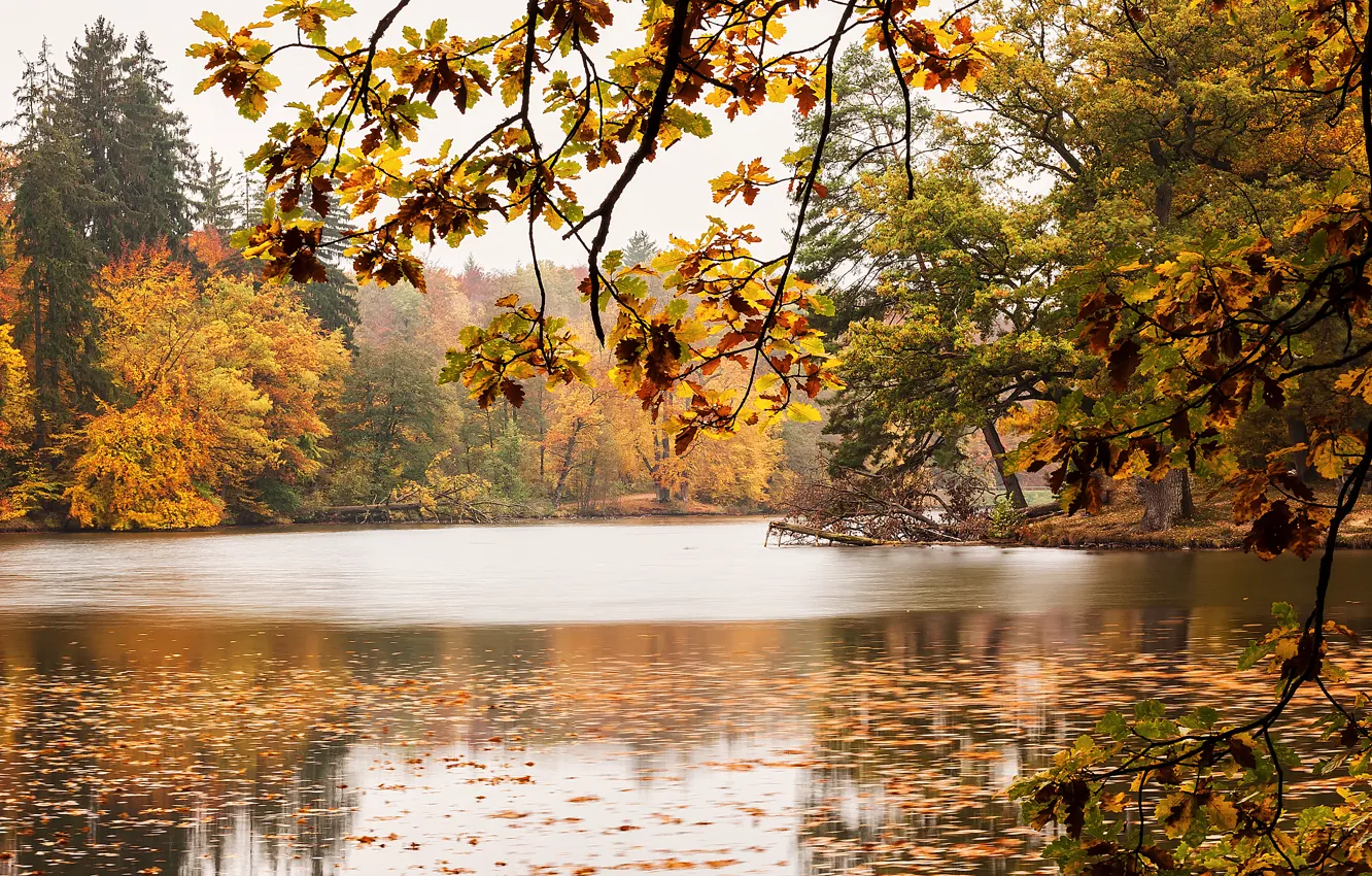 Фото обои деревья, озеро, листва, Осень, trees, autumn, lake, leaves