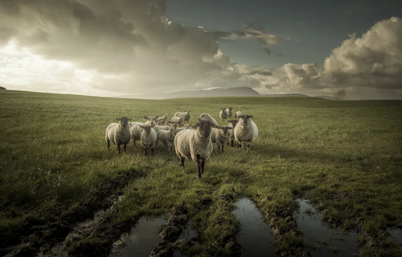Фото обои небо, трава, облака, свет, овцы, лужи