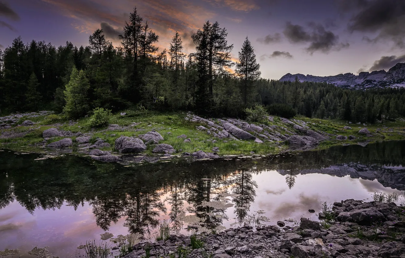 Фото обои лес, река, вечер