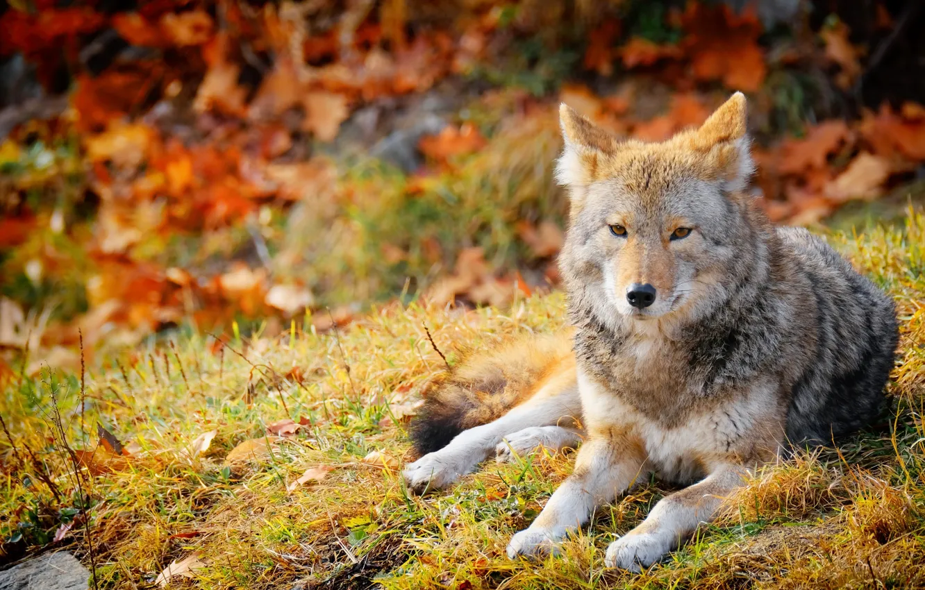 Фото обои природа, фон, волк