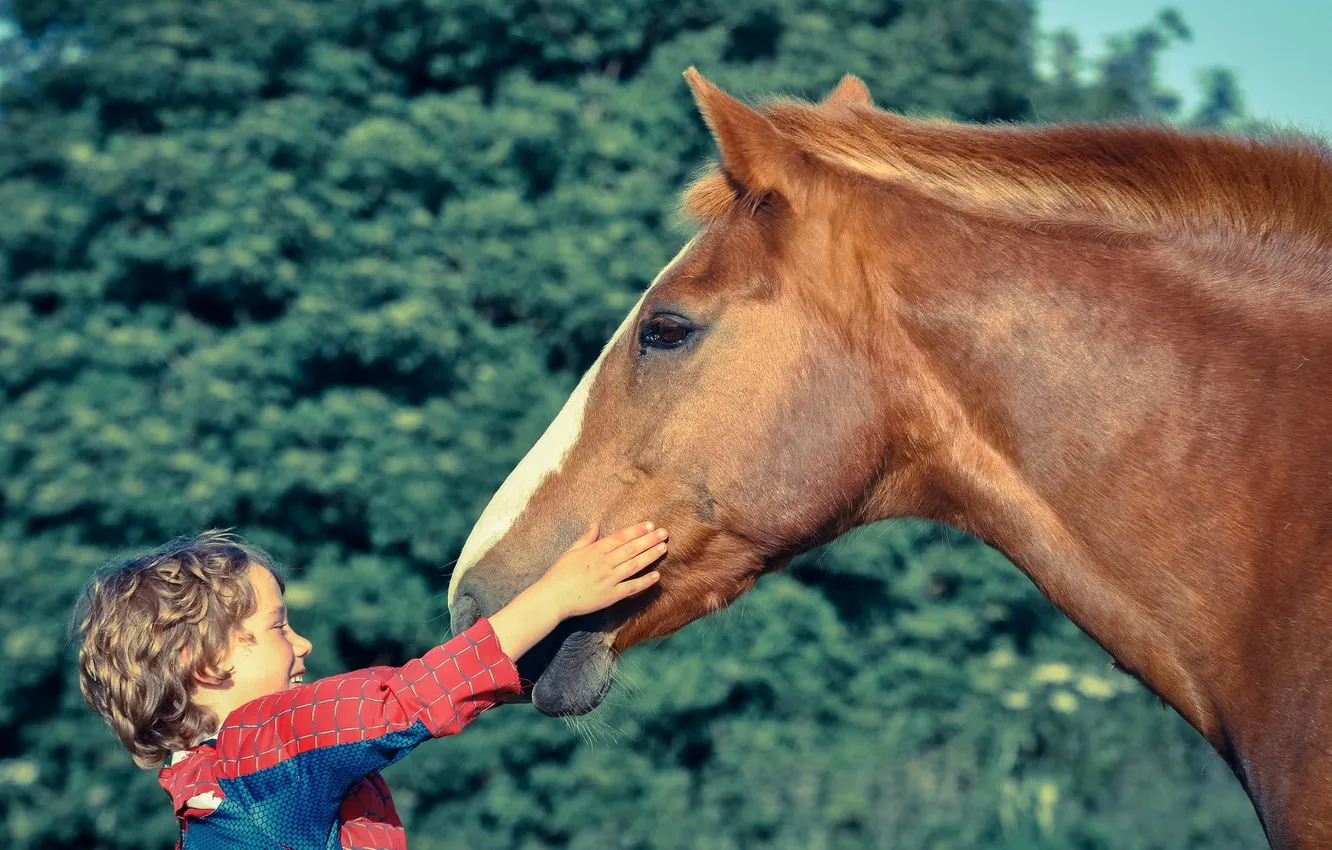 Фото обои настроение, конь, малчик