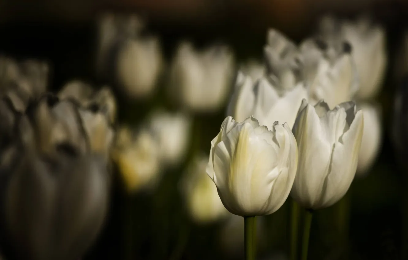 Фото обои поле, цветы, тюльпаны, белые, клюмба