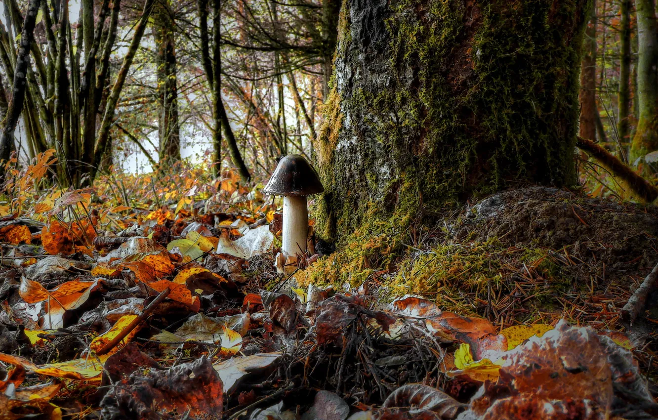 Фото обои лес, листья, природа, гриб