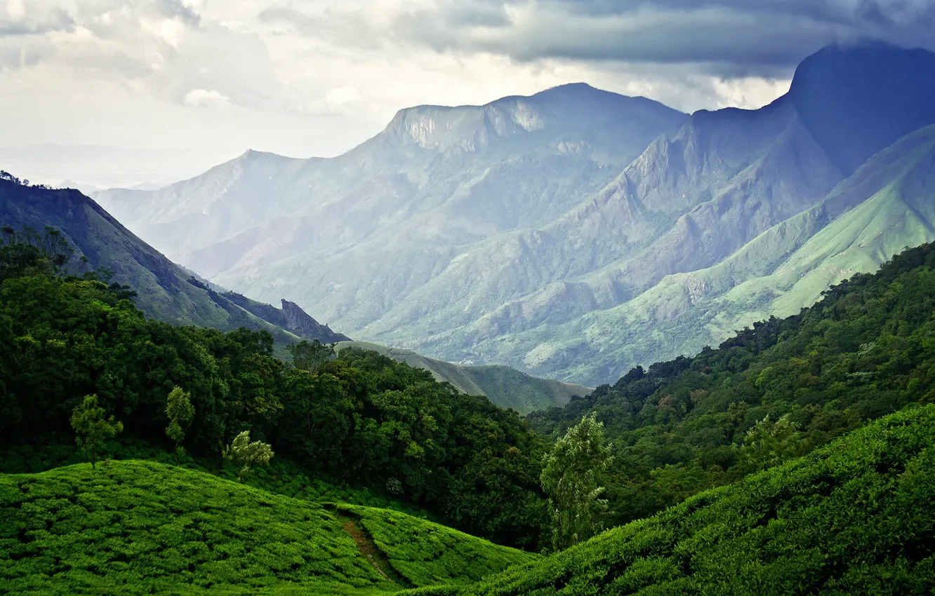 Фото обои небо, горы, Индия, Муннар, чайные плантации