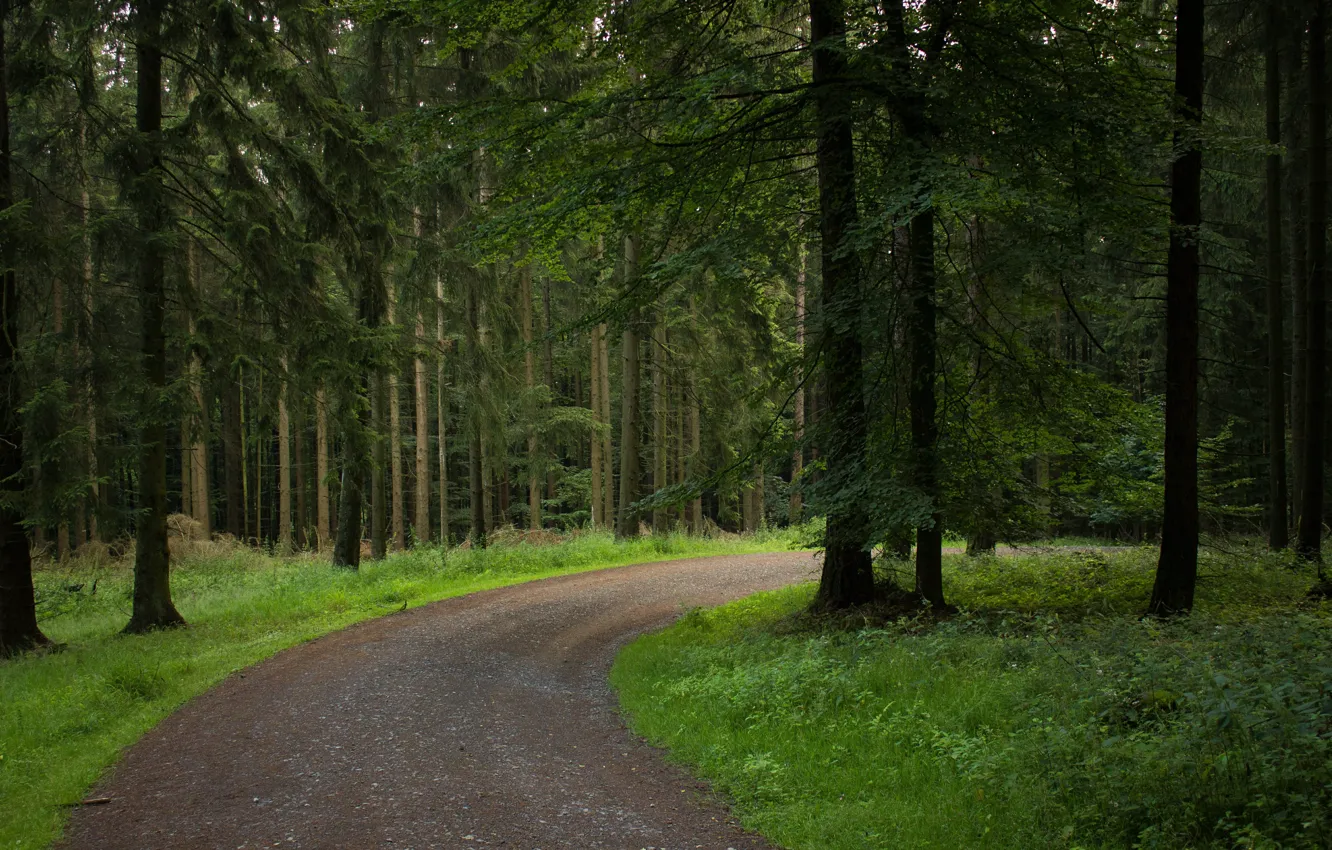 Фото обои зелень, лес, деревья, green, дорожка, forest, Nature, trees