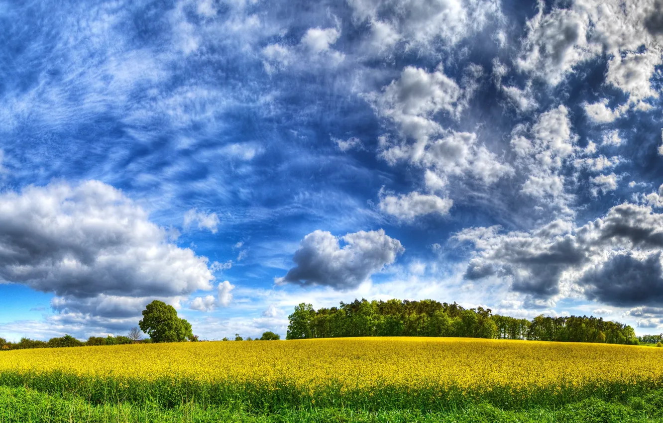 Фото обои поле, небо, облака, желтый