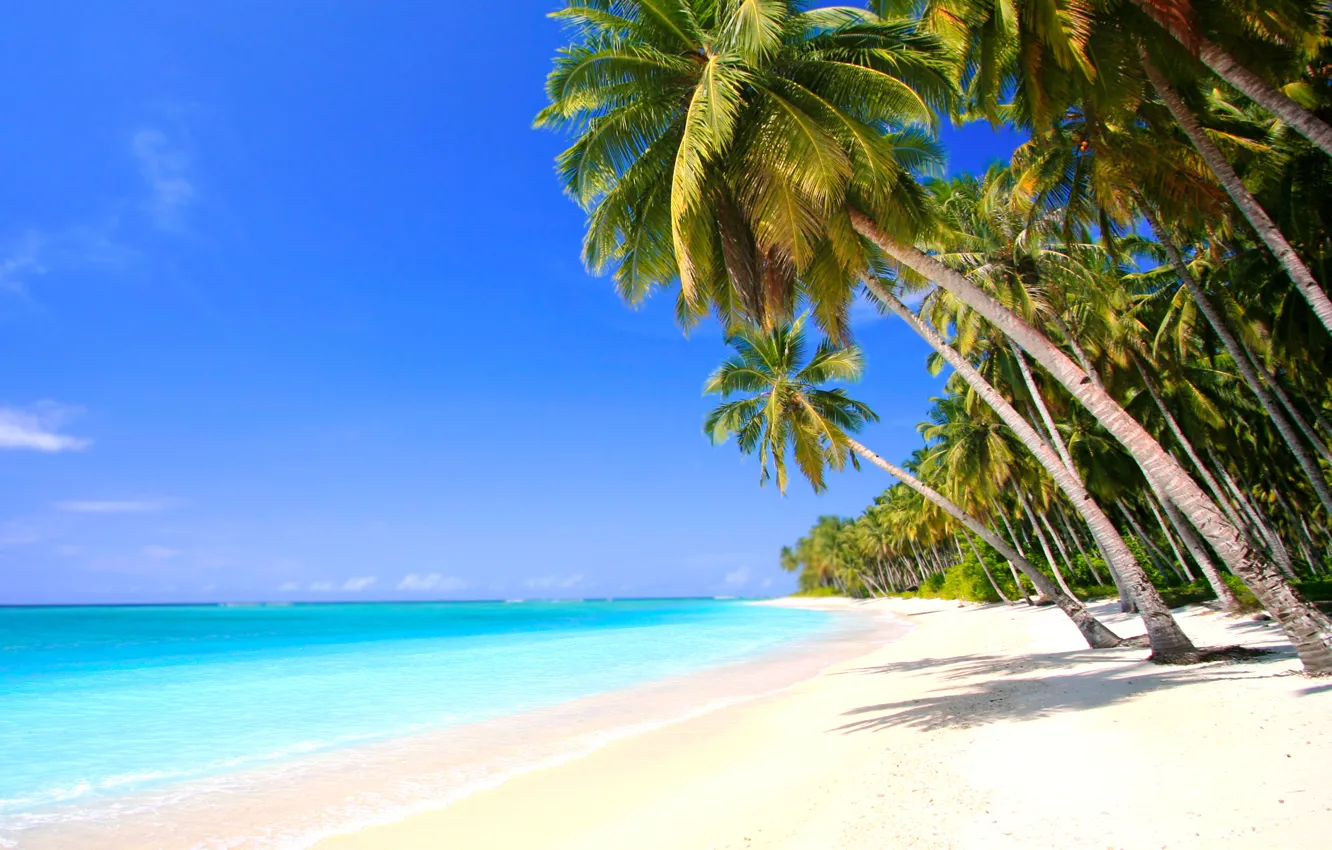 Фото обои песок, небо, пальмы, берег, побережье