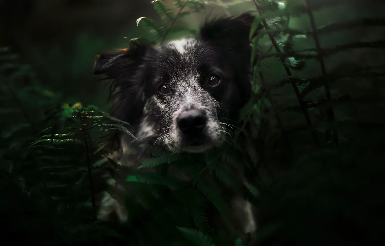 Фото обои взгляд, природа, темный фон, портрет, собака, щенок, мордашка, папоротник