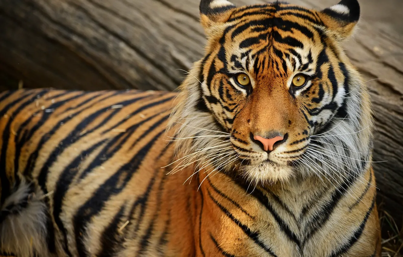 Фото обои взгляд, морда, тигр, портрет, бревно