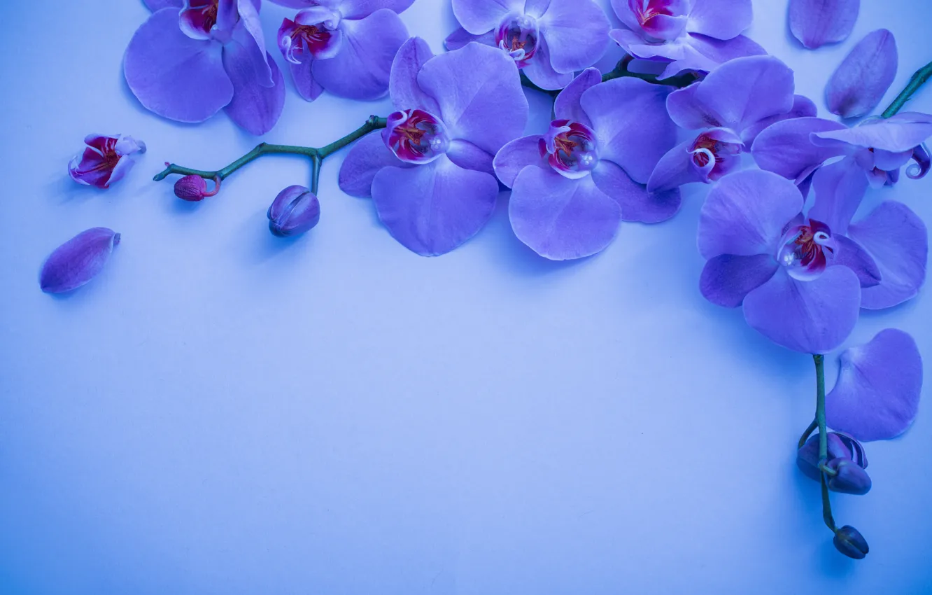 Фото обои цветы, синий, фон, орхидеи, Maya Kruchenkova