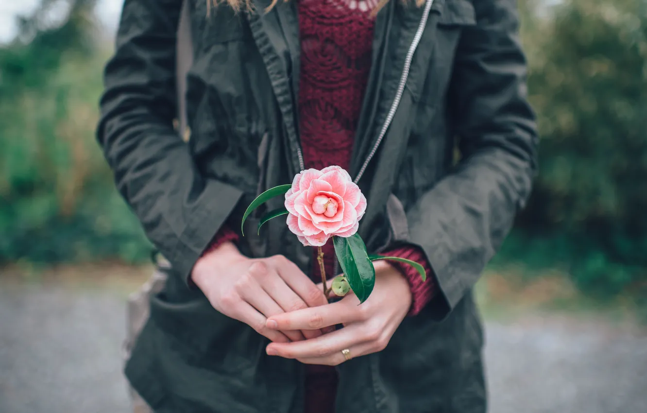 Фото обои цветок, руки, розовые лепестки