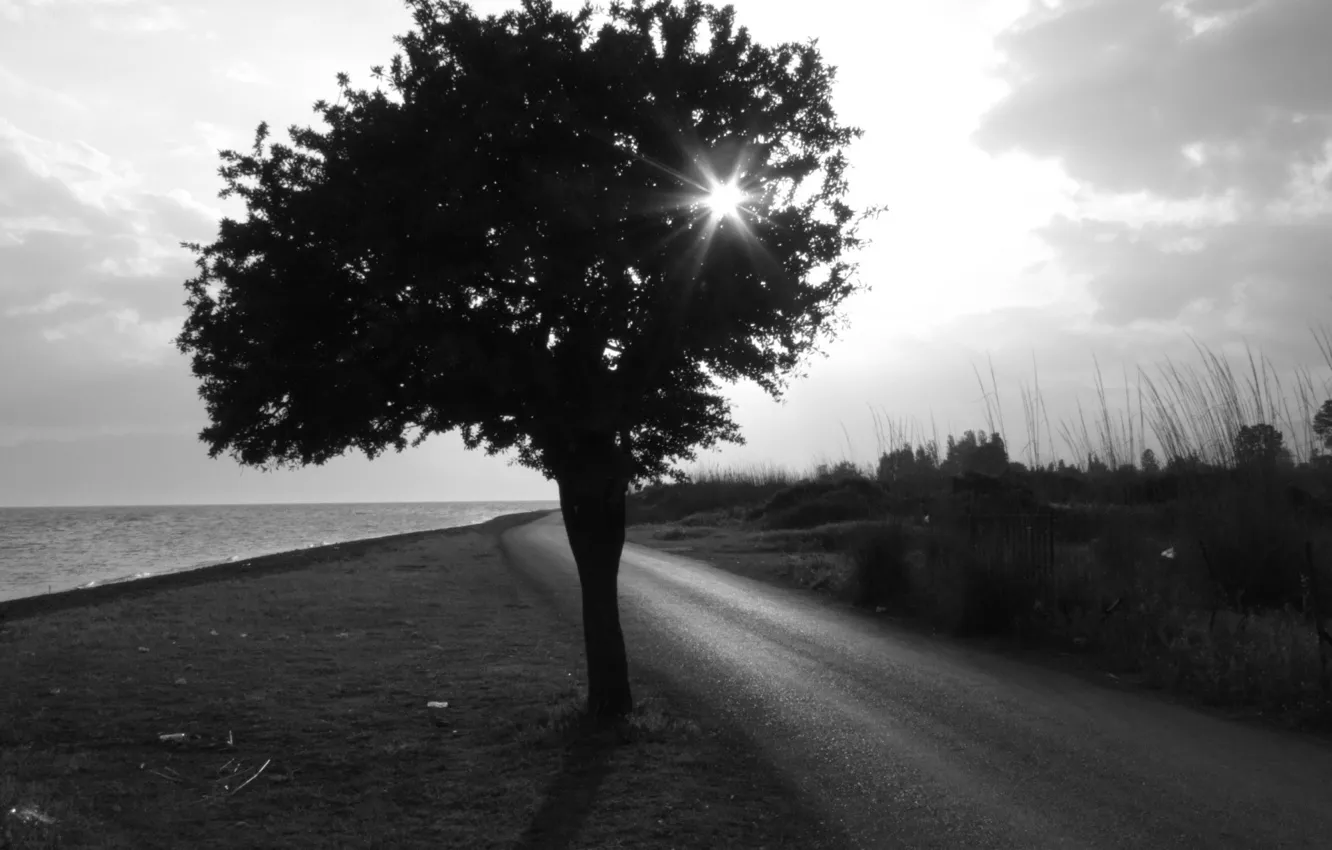 Фото обои дорога, Дерево, Черно-белая