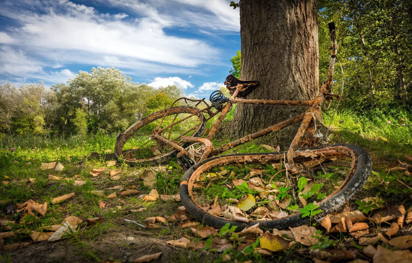 Фото обои природа, велосипед, дерево