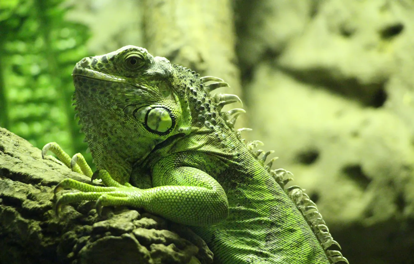Фото обои чешуя, ящерица, зеленая, игуана
