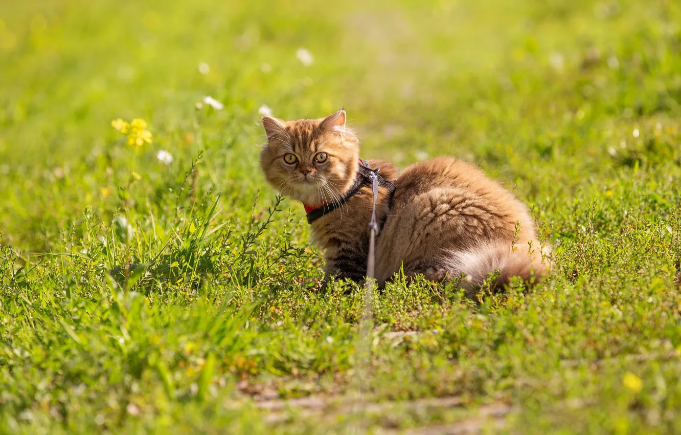 Фото обои зелень, кошка, лето, трава, взгляд, свет, поза, котенок