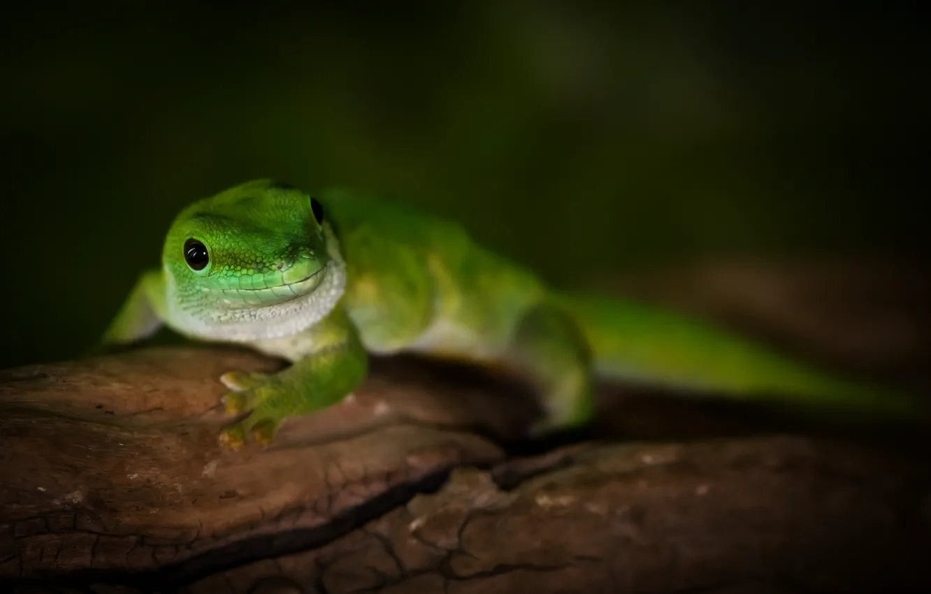 Фото обои макро, зеленый, дерево, ящерица, Madagascar day gecko, геккон дневной мадагаскарский