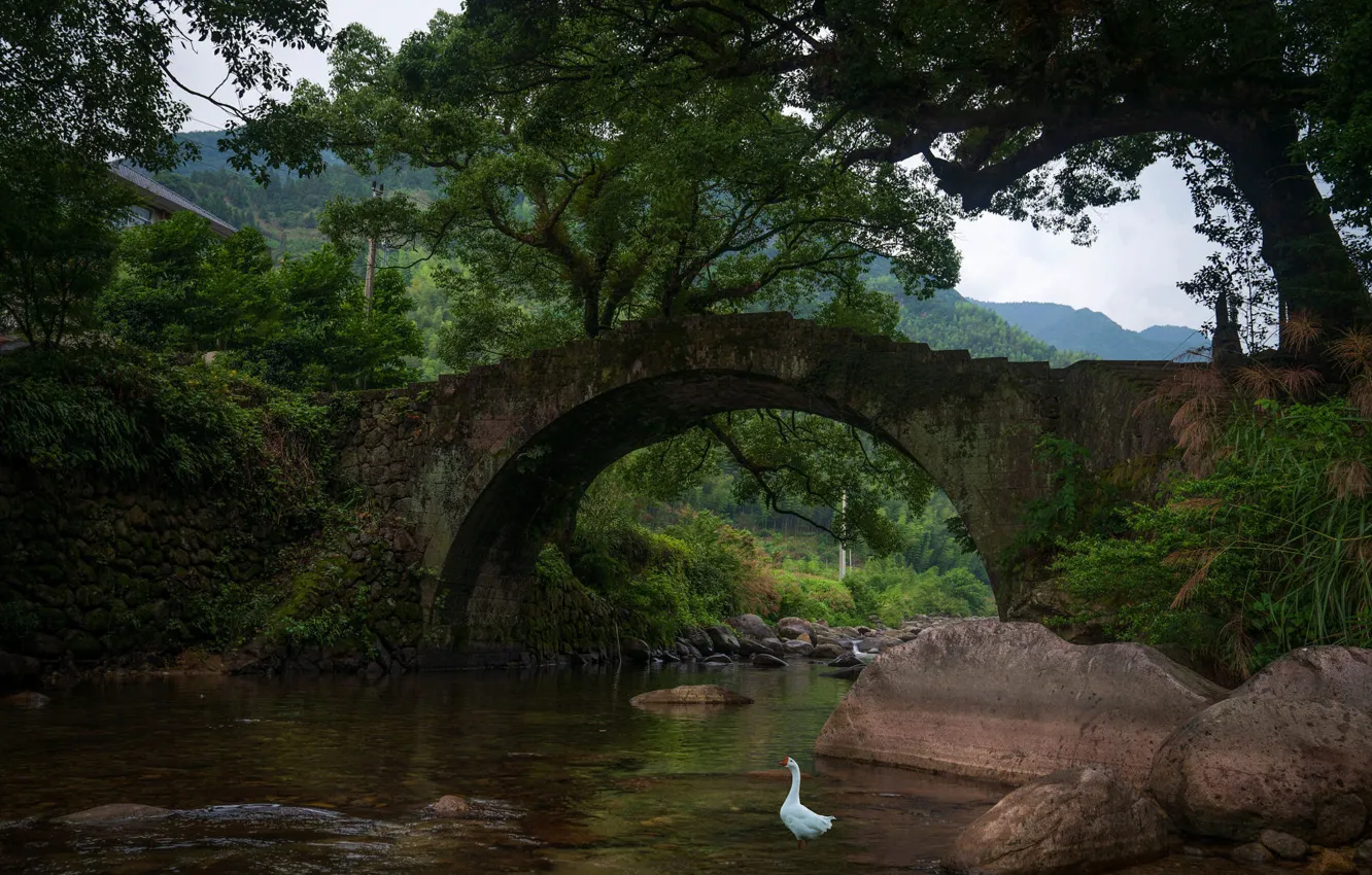 Фото обои белый, деревья, горы, мост, камни, заросли, ветви, птица