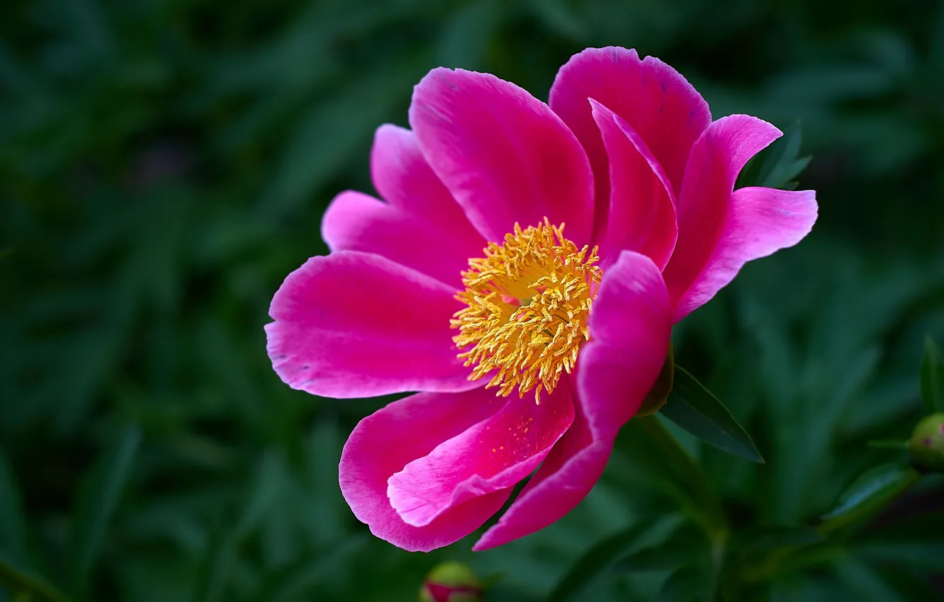 Фото обои цветок, макро, розовый, весна, пион