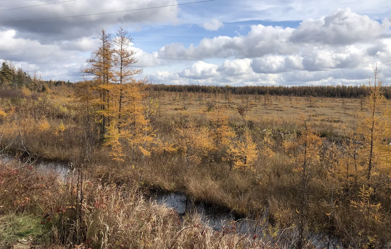 Фото обои swamp, automn, Larch