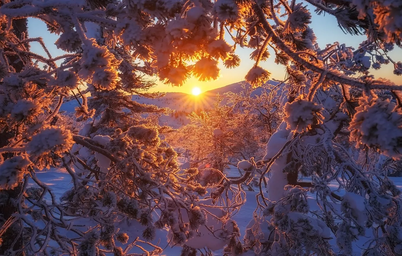 Фото обои Zima, Drzewa, Promienie słońca