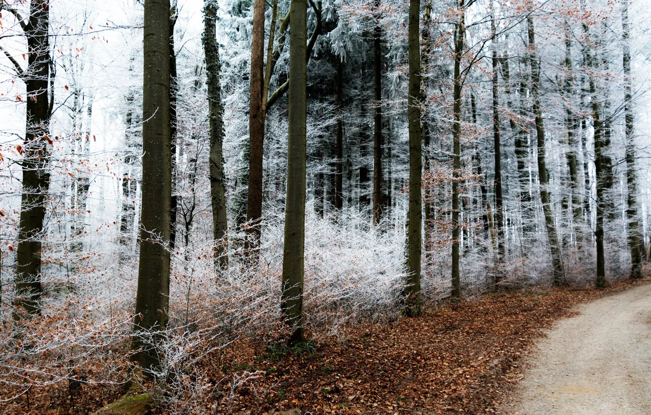 Фото обои зима, иней, дорога, лес