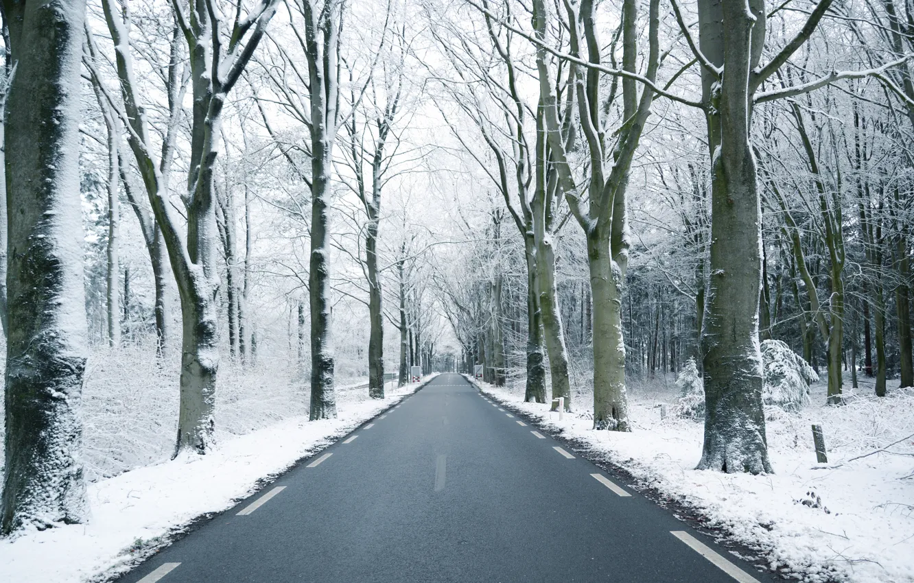 Фото обои зима, дорога, лес, снег, деревья, ветки, стволы, перспектива