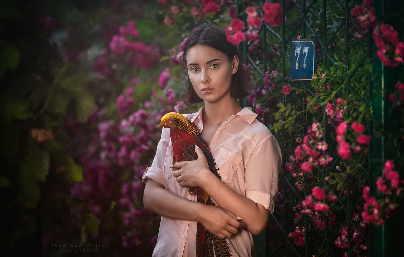 Фото обои взгляд, девушка, цветы, птица, портрет, фазан, Adam Wawrzyniak