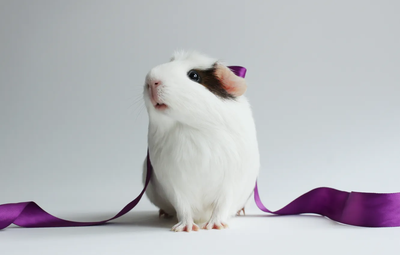 Фото обои лента, белая, фиолетовая, морская свинка, белый фон