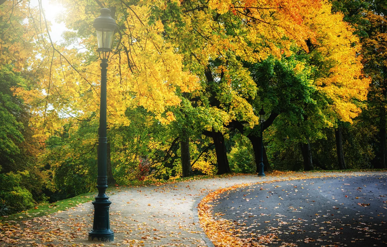 Фото обои дорога, осень, лес, листья, деревья, парк, colorful, forest