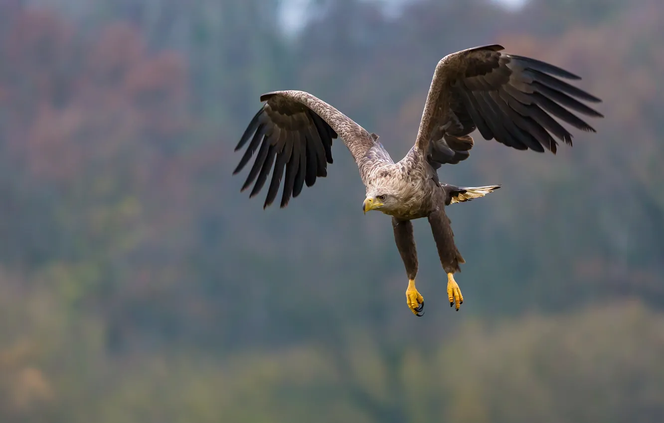 Фото обои flight, feathers, eagle