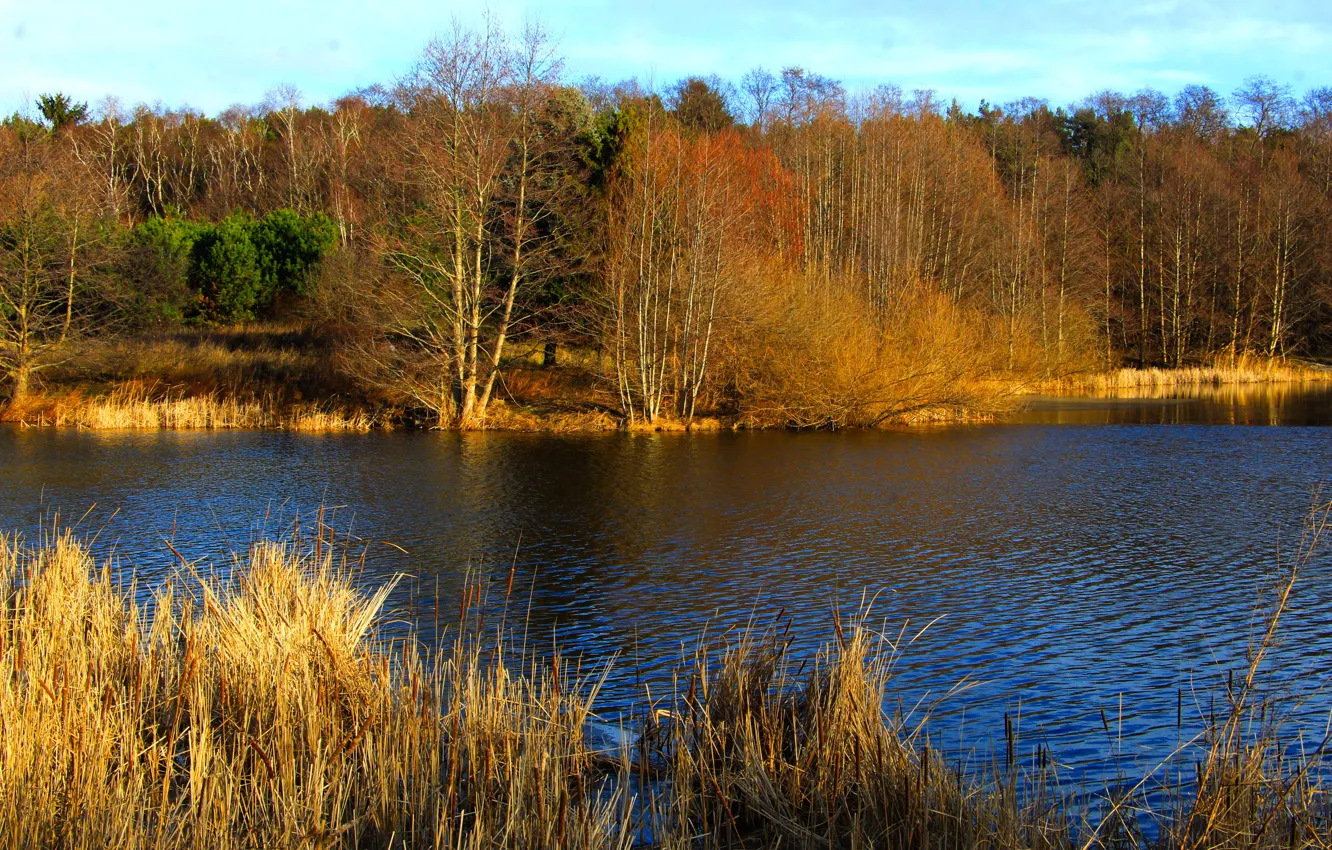 Фото обои water, park, lake, tree