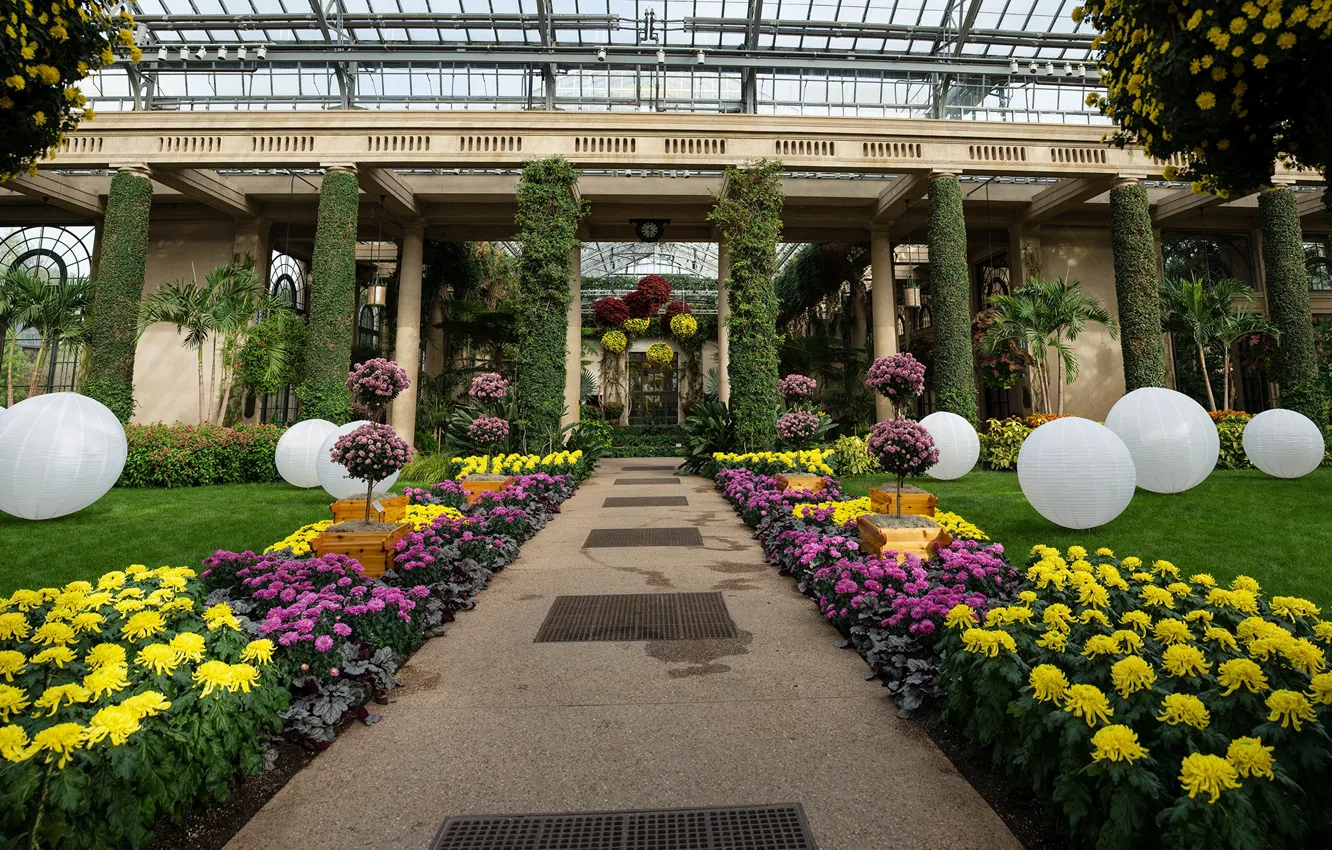 Фото обои цветы, дизайн, сад, Америка, хризантемы, Longwood Gardens