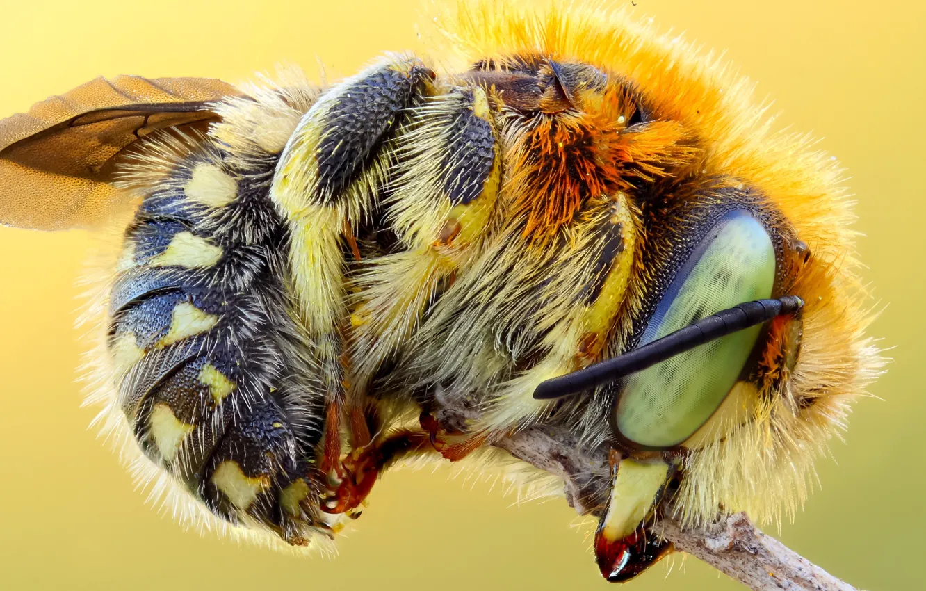 Фото обои глаза, макро, желтый, яркий, природа, пчела, фон, мохнатый